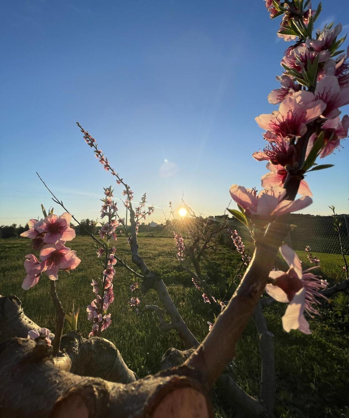 Agriturismo Le Grange Numana Zewnętrze zdjęcie